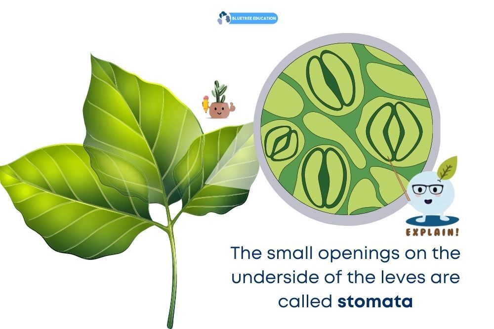 Transport in Plants and Humans (Upper Block Science) - BlueTree Education