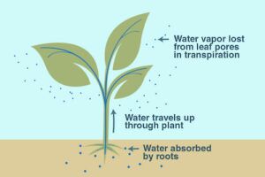Transport in Plants and Humans (Upper Block Science) - BlueTree Education